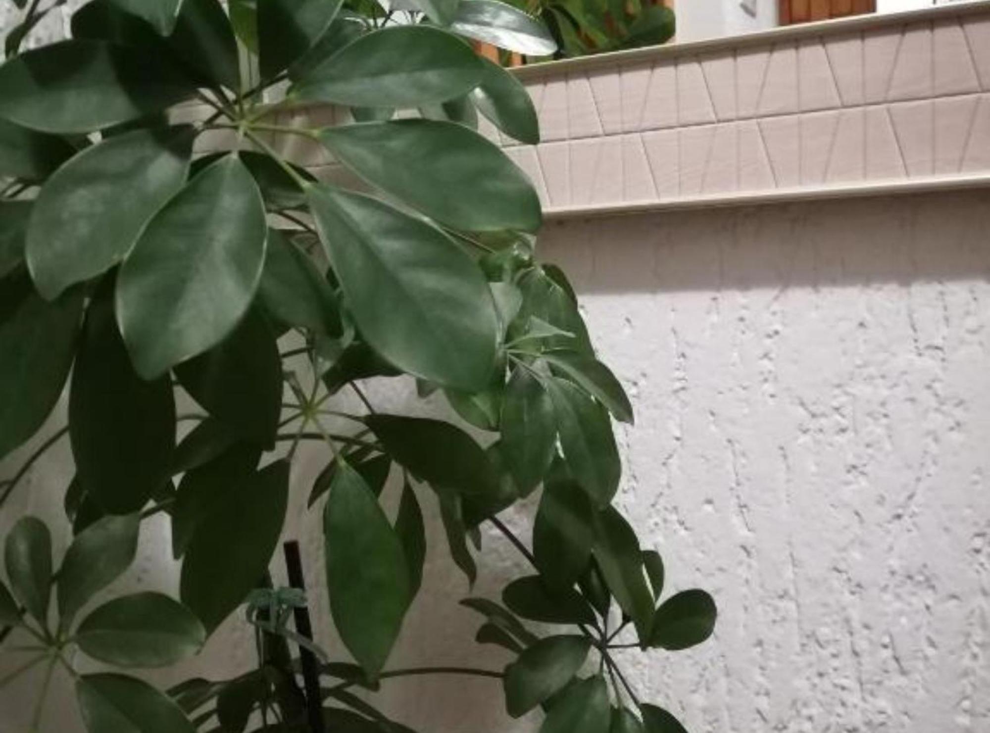 Apartman Olymp Osijek-Garaza エクステリア 写真